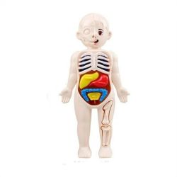 Human Body Anatomy Model 3D Puzzle Stem Learning Educational Toy