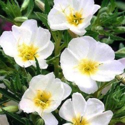 50 Oenothera Pallida Seeds - Pale Evening Primrose White Buttercup Sundrops - Perennial Seeds