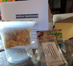 Seed Kits Seed Starter Pack Smoke Water Disc - Darlingtonia Cobra Lily Seed Kit