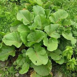 500 Sorrel Seeds - Rumex Acetosa Seeds - Perennial Herb - Leaf Vegetable