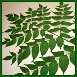 Aralia Elata - Japanese Angelica Tree - Edible - 10 Seed Pack - Flat Ship Rate - New
