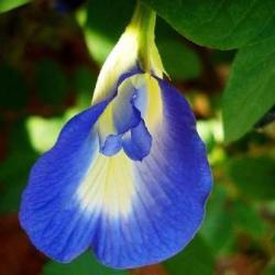 10 Clitoria Ternatea Seeds - Blue Butterfly Pea Or Clitoris Bush - Perennial Shrub Climber - Tea