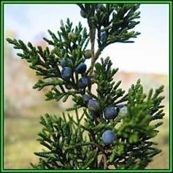 Juniperus Virginiana - 50 Seeds - The Source Of Juniper Oil - Used To Flavour Gin - Tree Shrub New