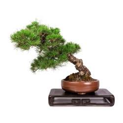 Imported Japanese Black Pine