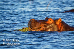 Photography Print - Chobe Hippo On Photographic Paper