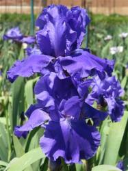 Iris Plants: Variety: Blueberry Bliss - Intense Blueberry Blue Self - Xtremely Big