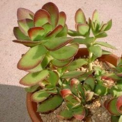 10 Crassula Dejecta Seeds - Indigenous South African Endemic Succulent - Global Shipping