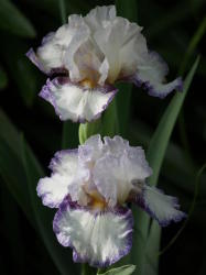 Iris Plants: 'creative Stitchery' - Pure White With Lilac Blue Edging Strong Rebloomer
