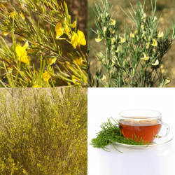 Aspalathus Linearis - Rooibos Tea Shrub - Indigenous South African Shrub - 10 Seeds - Default