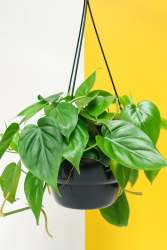 Heart Leaf Philodendron - Green 20CM Hanging Basket